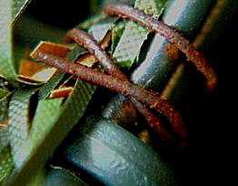 rost-1.jpg